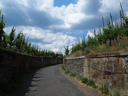 Anstieg durch die Weinberge